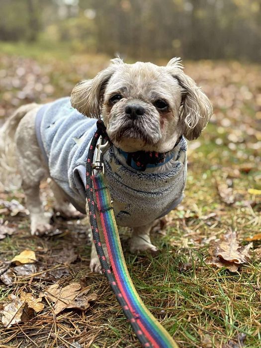 Bąbel - odważny, sympatyczny mieszaniec shih tzu