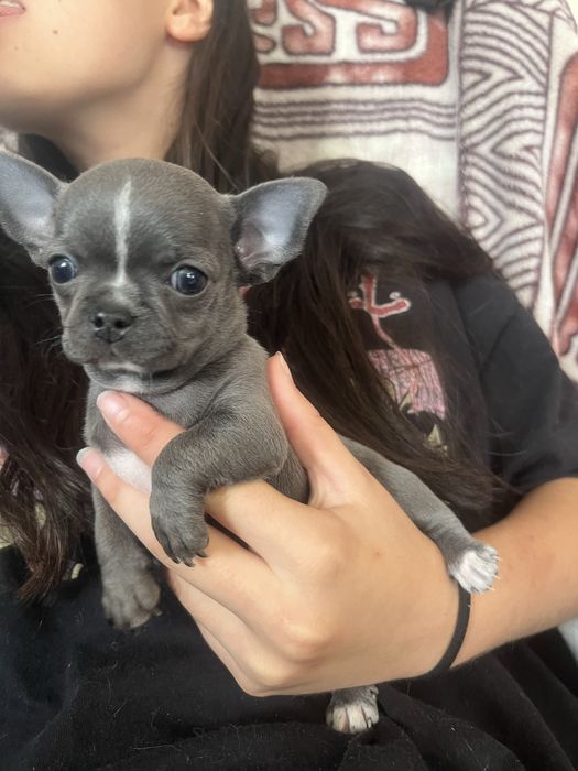 Szczeniaczek chihuahua