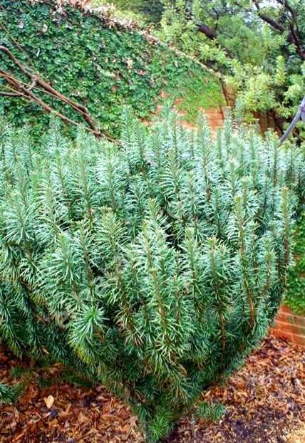 Głowocis japoński "Fastigiata" egzotyczne, unikatowe drzewko, okazy XL