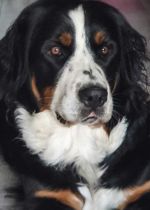 Berneńczyk - suczka - oddam w dobre ręce za darmo! Pilne