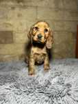 Ccocker spaniel angielski pies