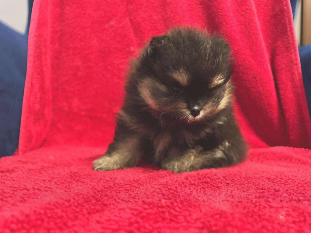 Szpic miniaturowy pomeranian FCI