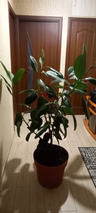 Кімнатний фікус у чудовому стані