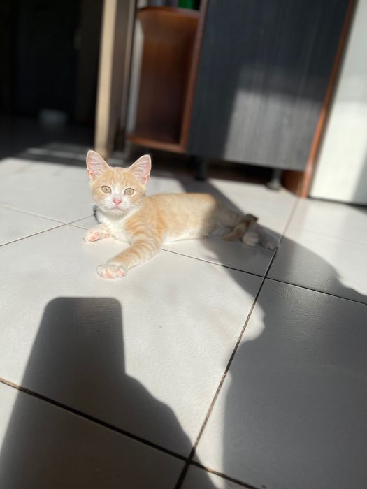 Котята красивый котенок  мальчик