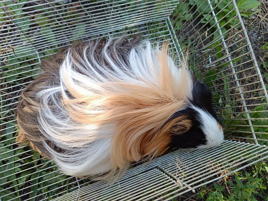 Грызун свинка длинношерстный