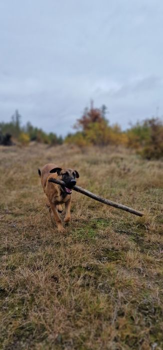 Owczarek belgijski Malinois
