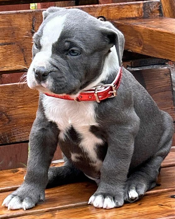 American Staffordshire Terrier piesek 3