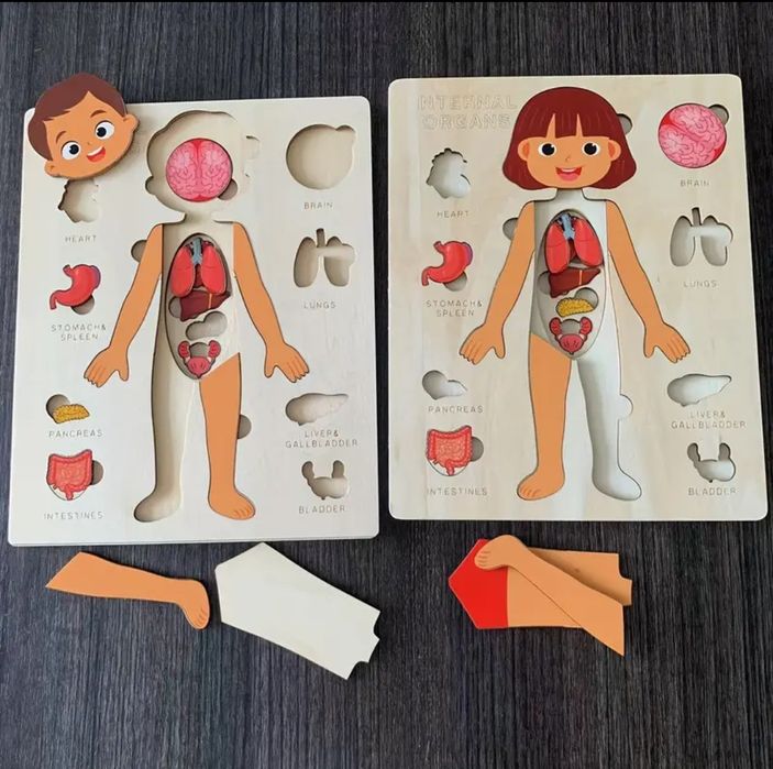 Пазл дерев'яний - Анатомія людини