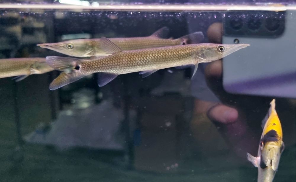 Ctenolucus Hujeta - Szczupaczek Czułkowy