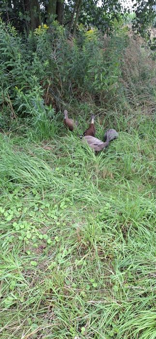 Biegusy indyjskie kaczki biegusy pary