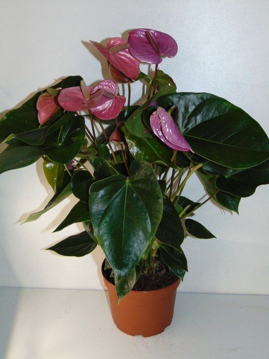 Антуриум сорт Кавалли Пурпл отростки