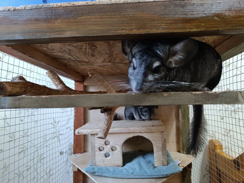 Деревянная большая клетка для грызунов