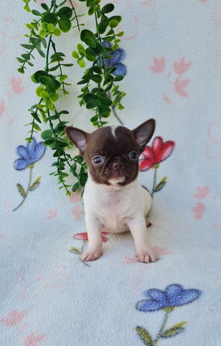Estupendo mini mini Chiuaua/ Chihuahua, linhagem russa de Qualidade