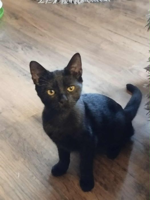 Cudowna koteczka szuka domu