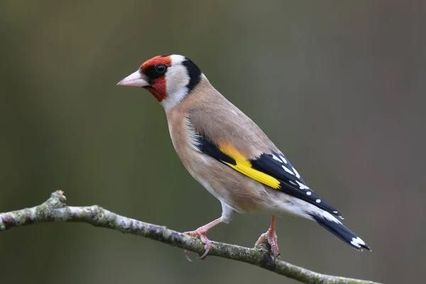 canários muito lindos