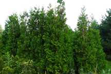 Tuja Thuja Żywopłot 200cm Tuje