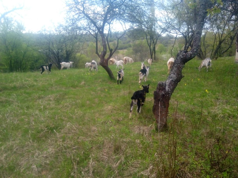 Продам козы (не дорого)