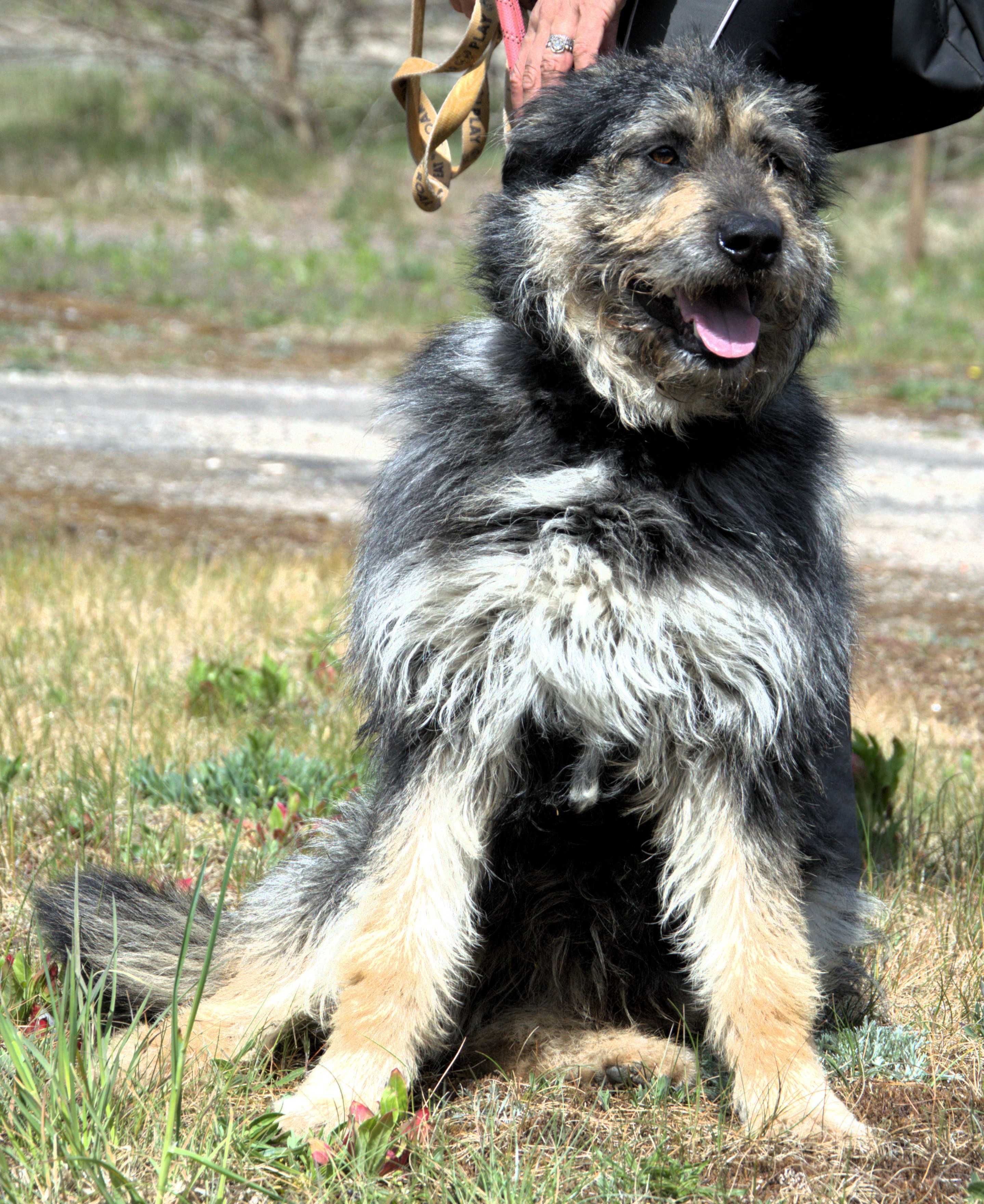 Krzyś - pies do adopcji!
