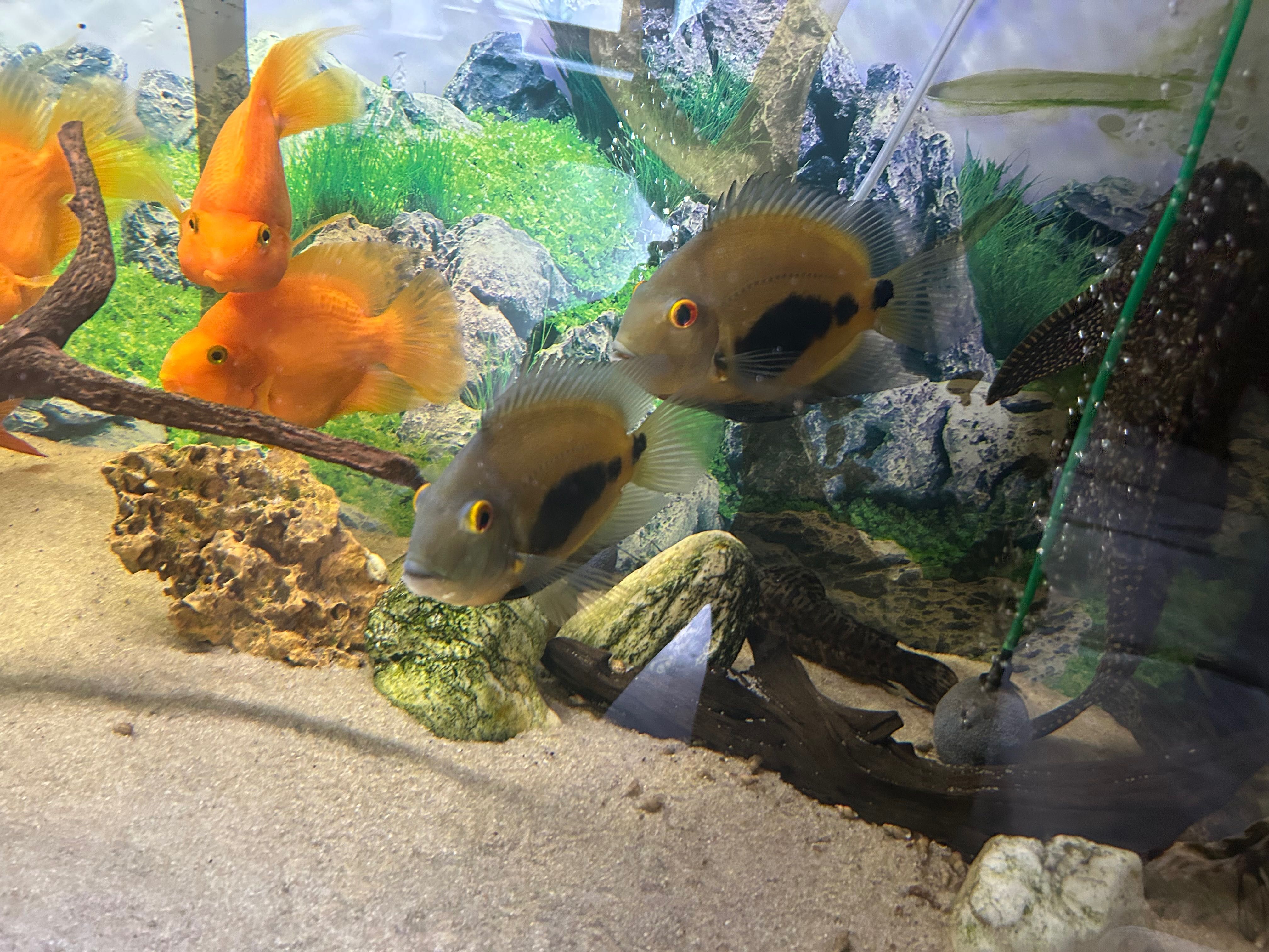 Uaru,severum rotkiel,frontosa,zbrojnik lamparci