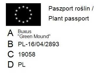 Bukszpan 'Green Mound' Buxus 058