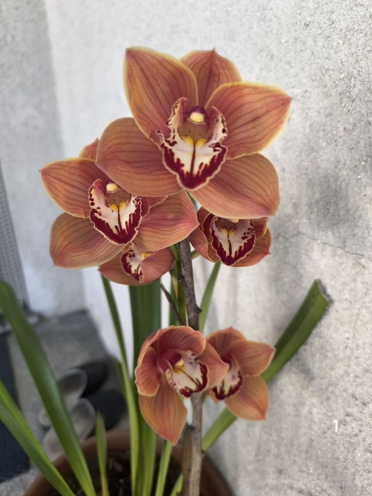 Orquídea Castanha