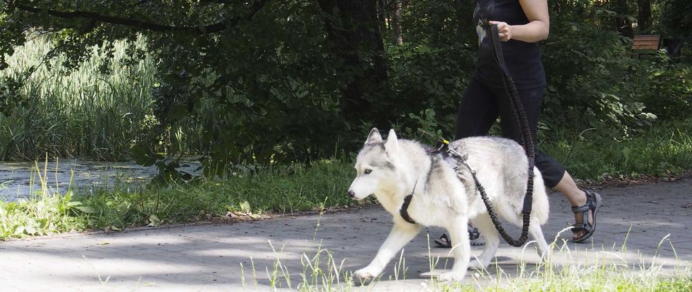 HIFICA Długa Smycz Amortyzowana dla Psa SOFT WALK 2.2 PP 40 + Karab. 8