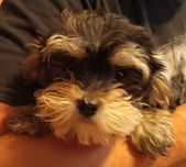 Morkie/Morkshire suczka