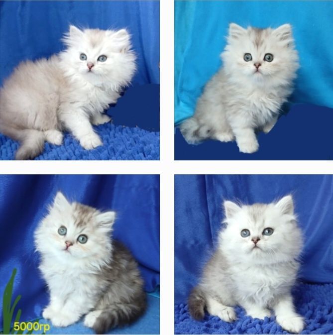 Серебристая шиншилла мальчики британская