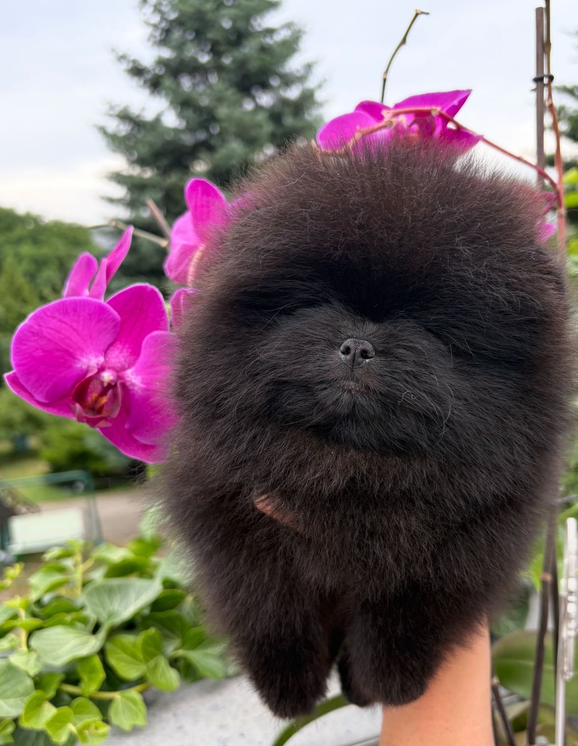 Szpic miniaturowy FCI zkwp Pomeranian samiec