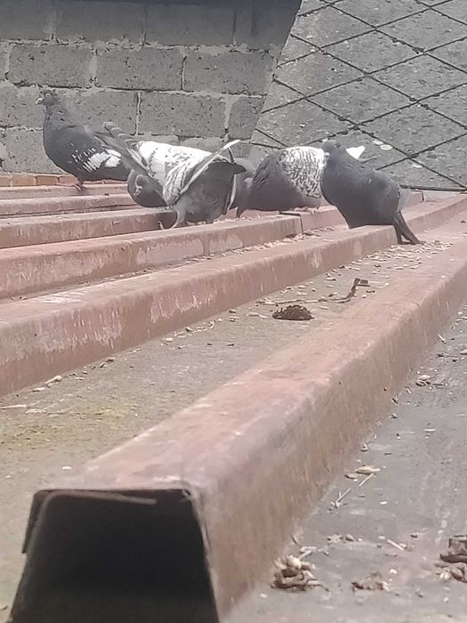 Sprzedam rysie młode