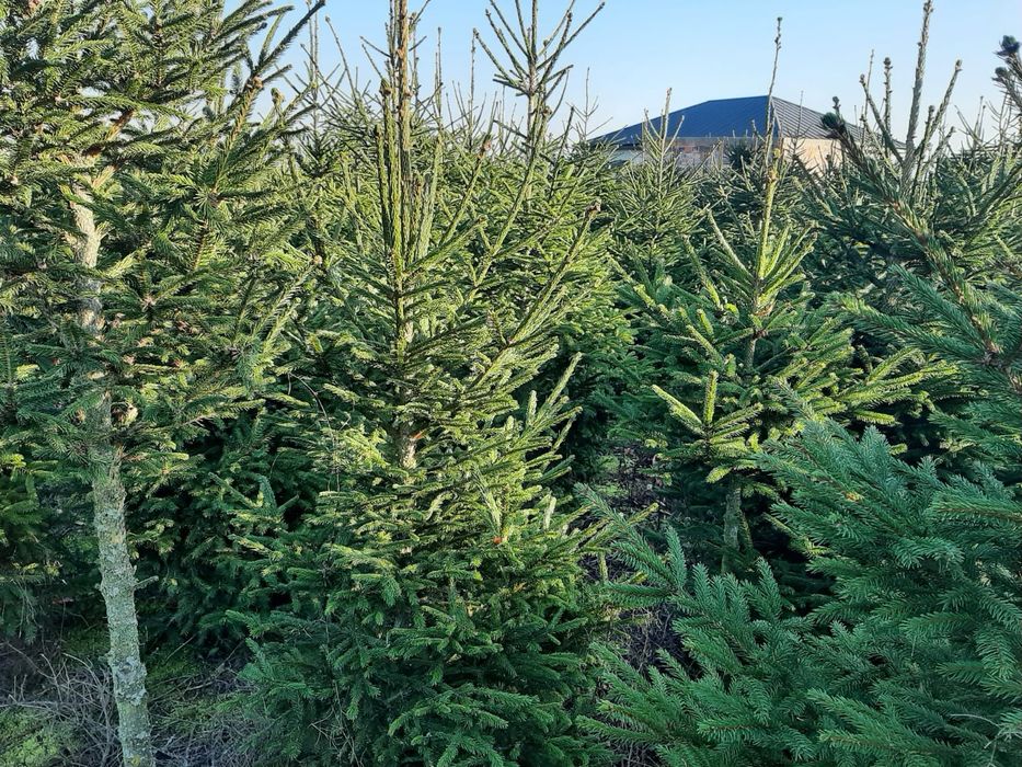 Choinki bożonarodzeniowe