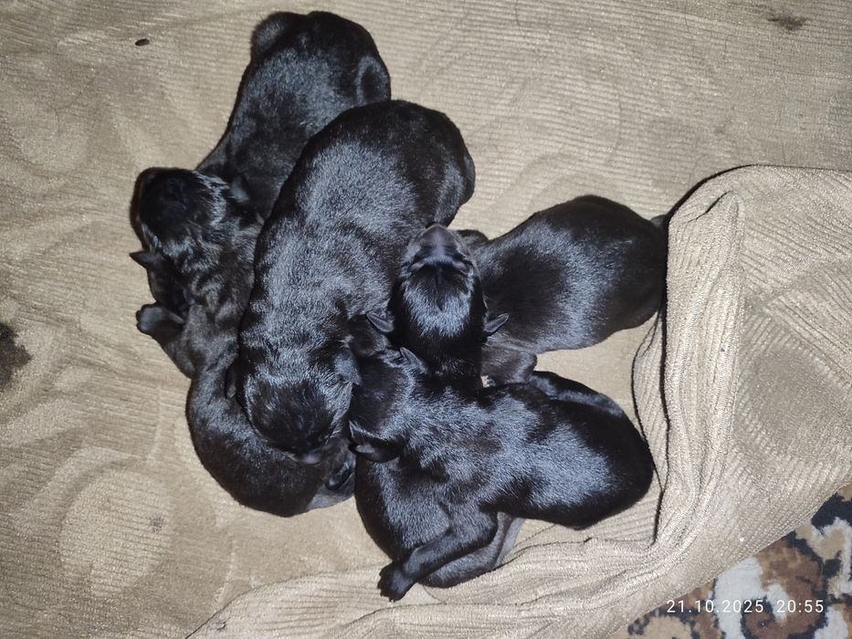 Щенки Восточно европейской Овчарки (Метисы)