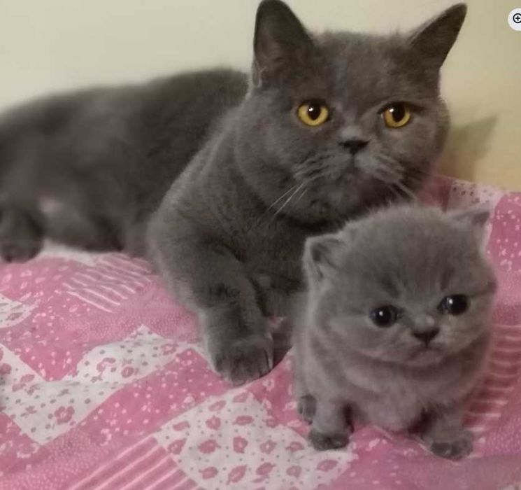 milutka koteczka Brytyjska