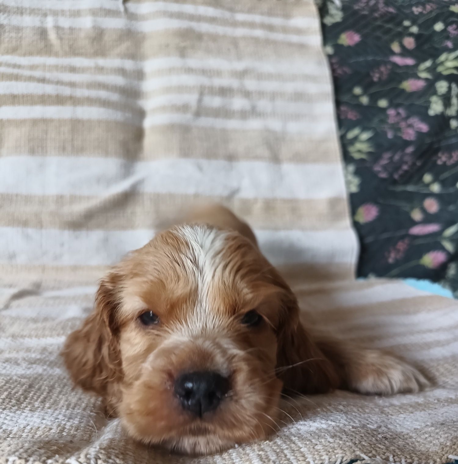 Pies Cocker Spaniel Angielski