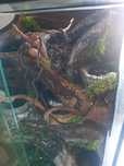 Terrarium z wodospadem, żywe, tropikalne
