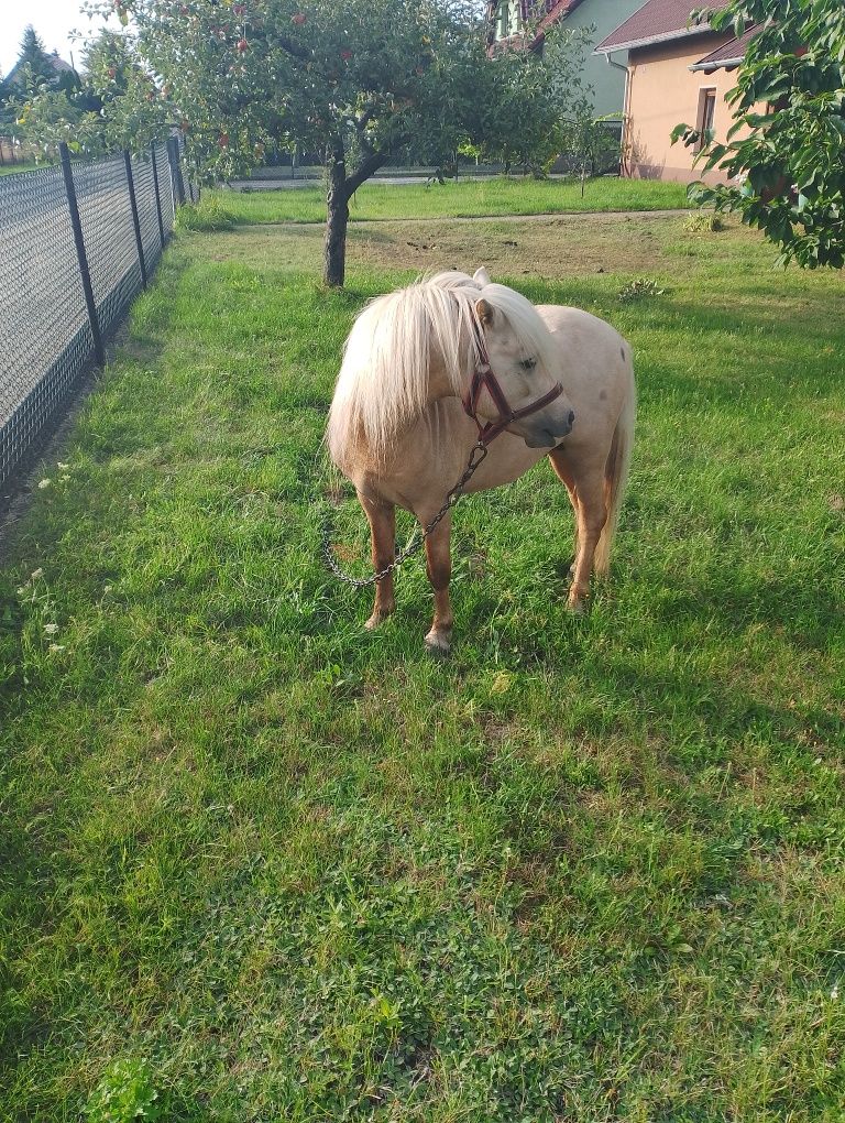 Sprzedam kuca ogiera