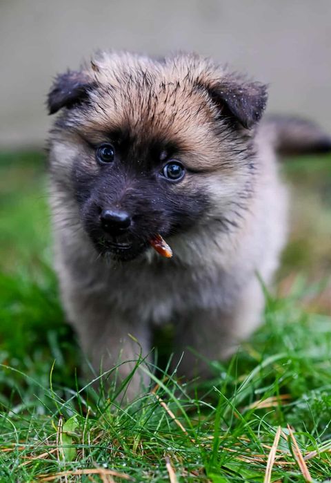 Oddam w dobre ręce szczenięta - Mają i Gucio