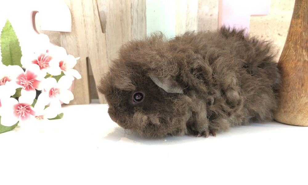 piekna świnka morska merino samiec czekoladowy