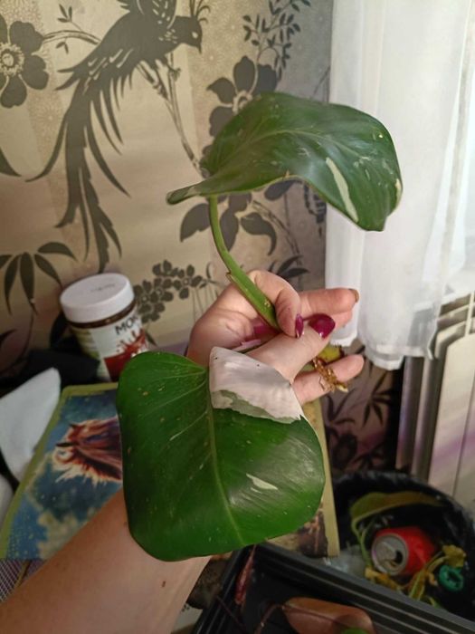 philodendron red anderson