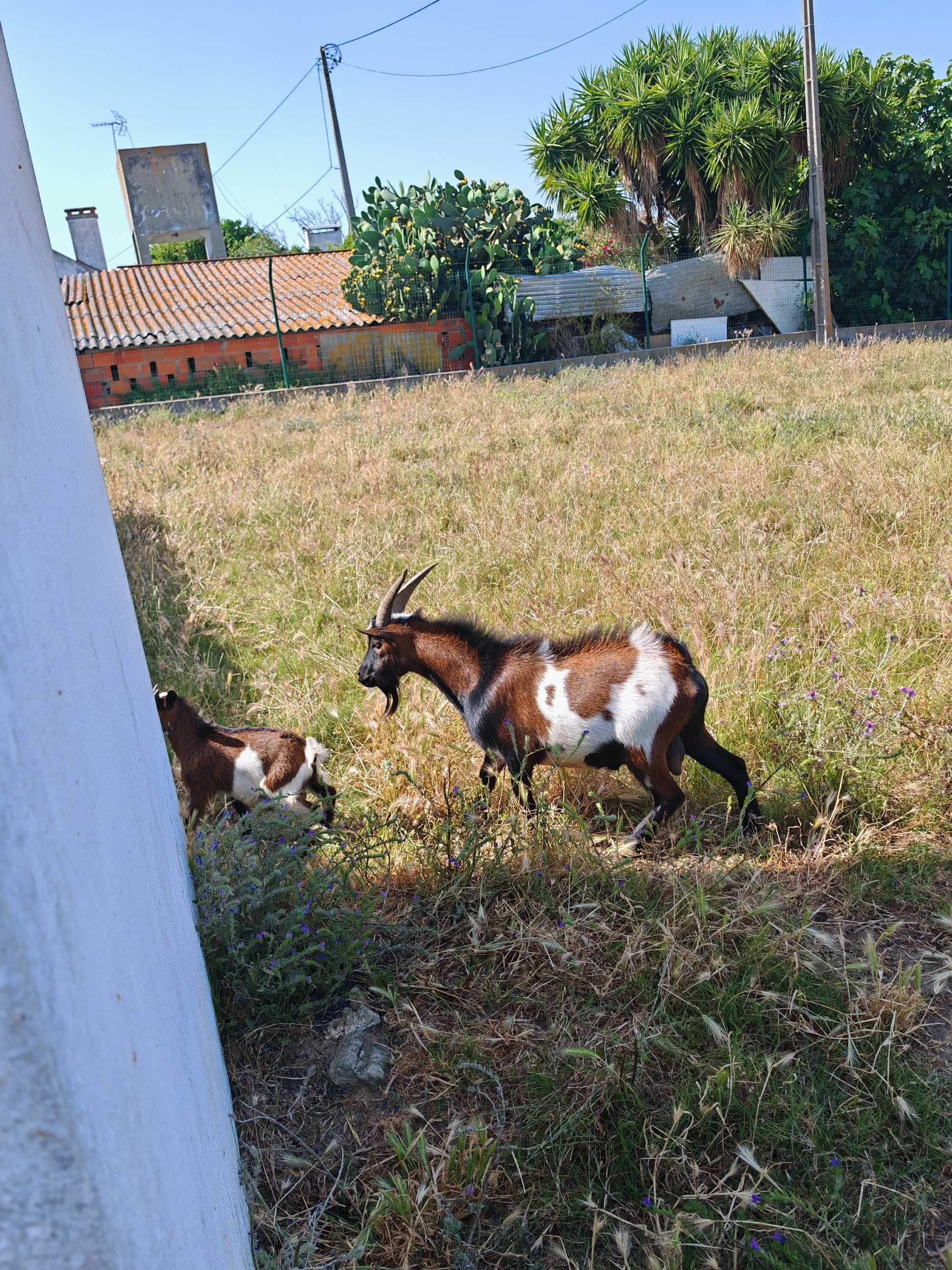 Cabrito Anão para venda