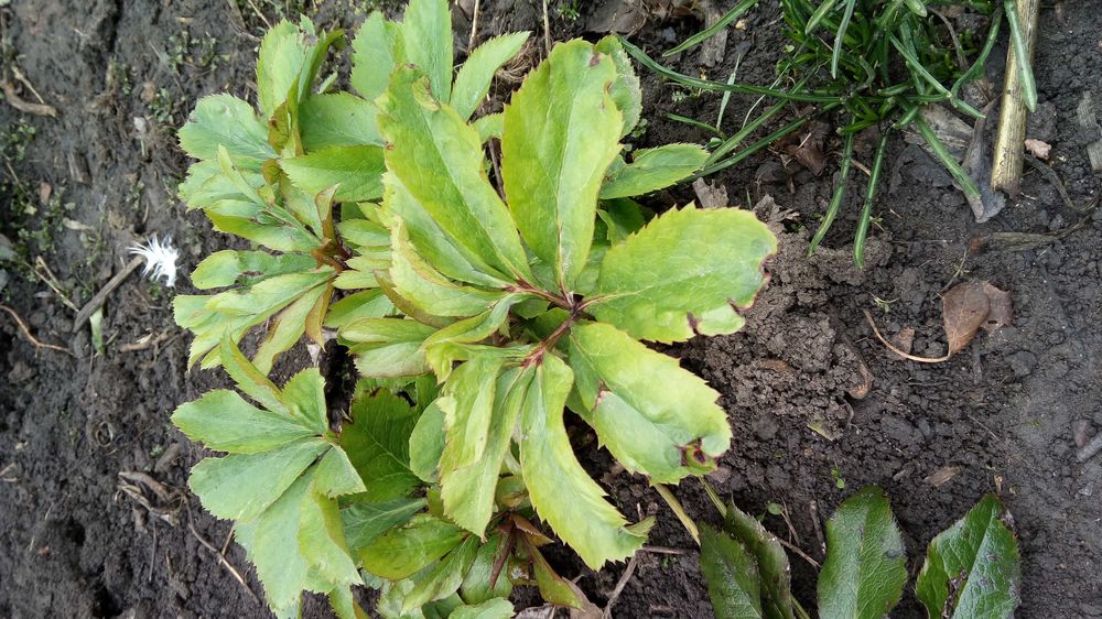 Морозник морозник