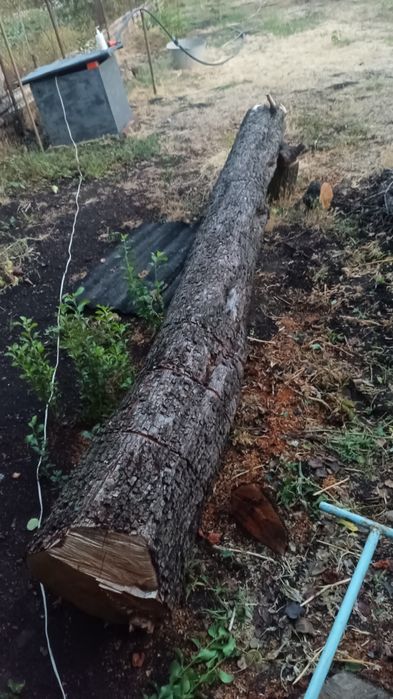 Продам стовбур груша