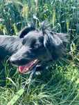 Piękna Misia do adopcji