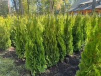 Thuja Tuja Smaragd 150-160 cm Sosnowiec