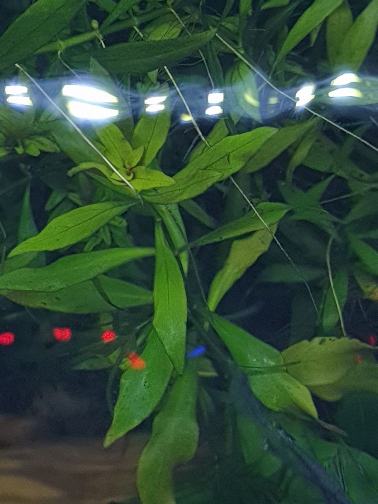 Ludwigia repens roślina