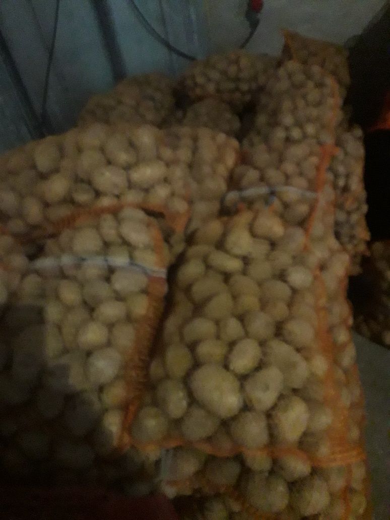 Sprzedam ziemniaki  paszowe, soraja kaliber 3,5 cm do 5 cm, buraczki