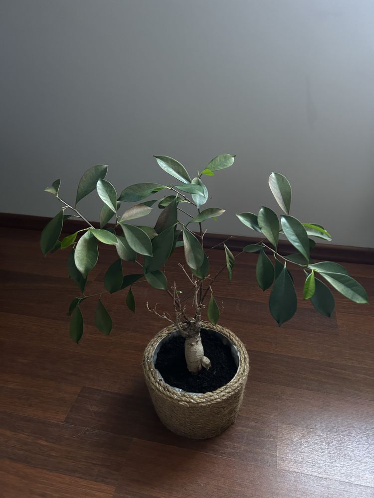 Fikus typu bonsai