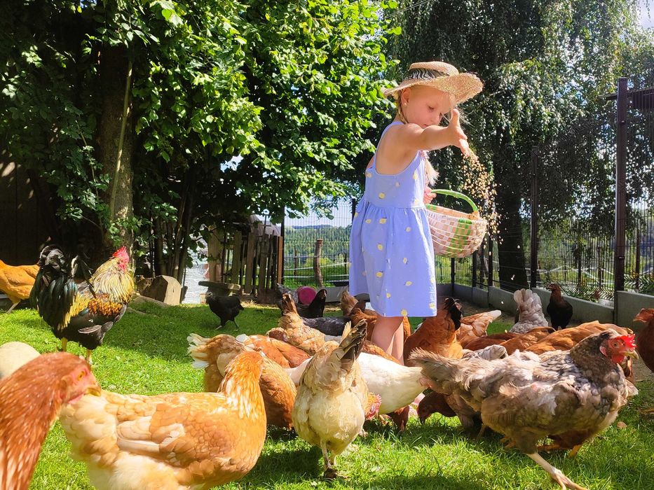 Ekologiczne jajka z certyfikatem