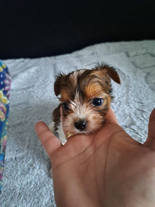 Yorkshire terrier REZERWACJA