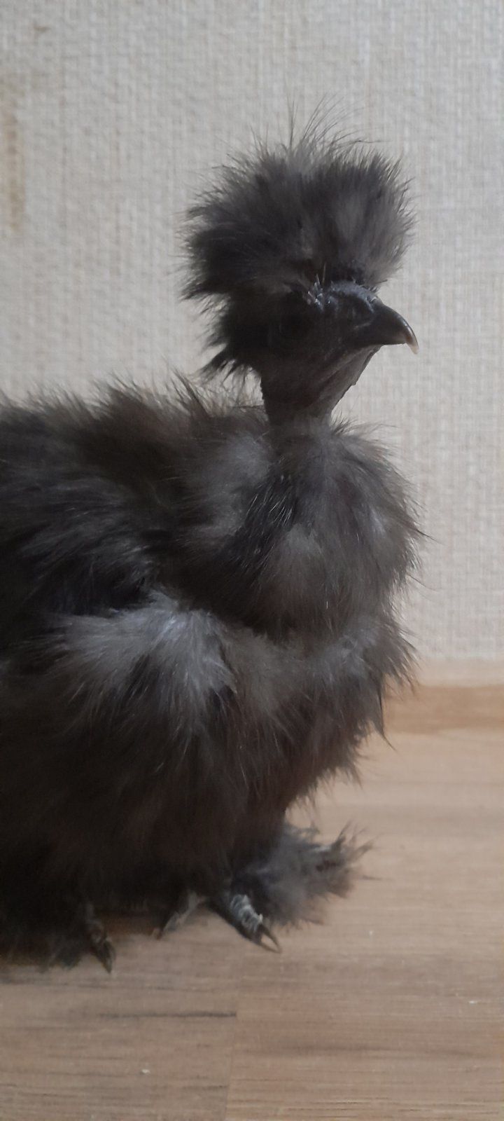 Кури курчата півні інкубаційне яйце Китайські шовкові silkie